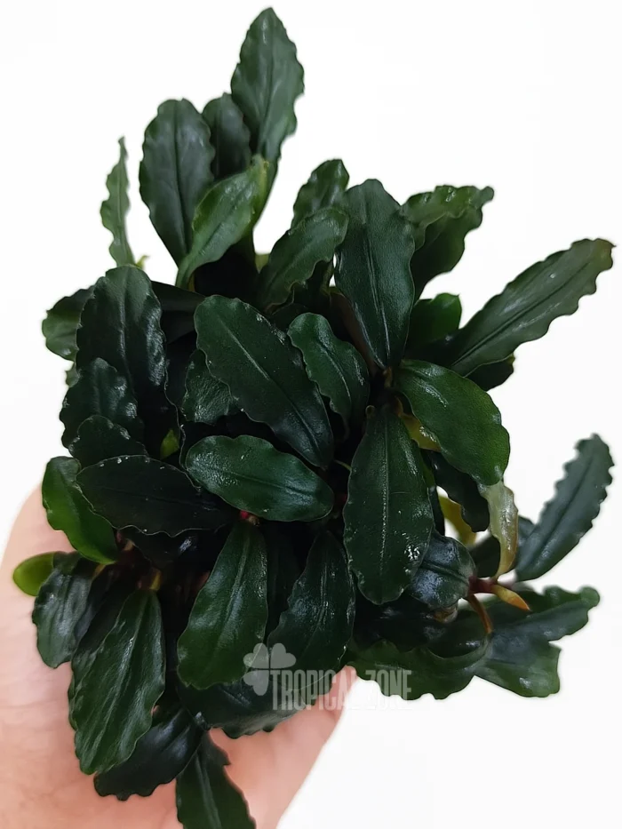 bucephalandra kedagang clump