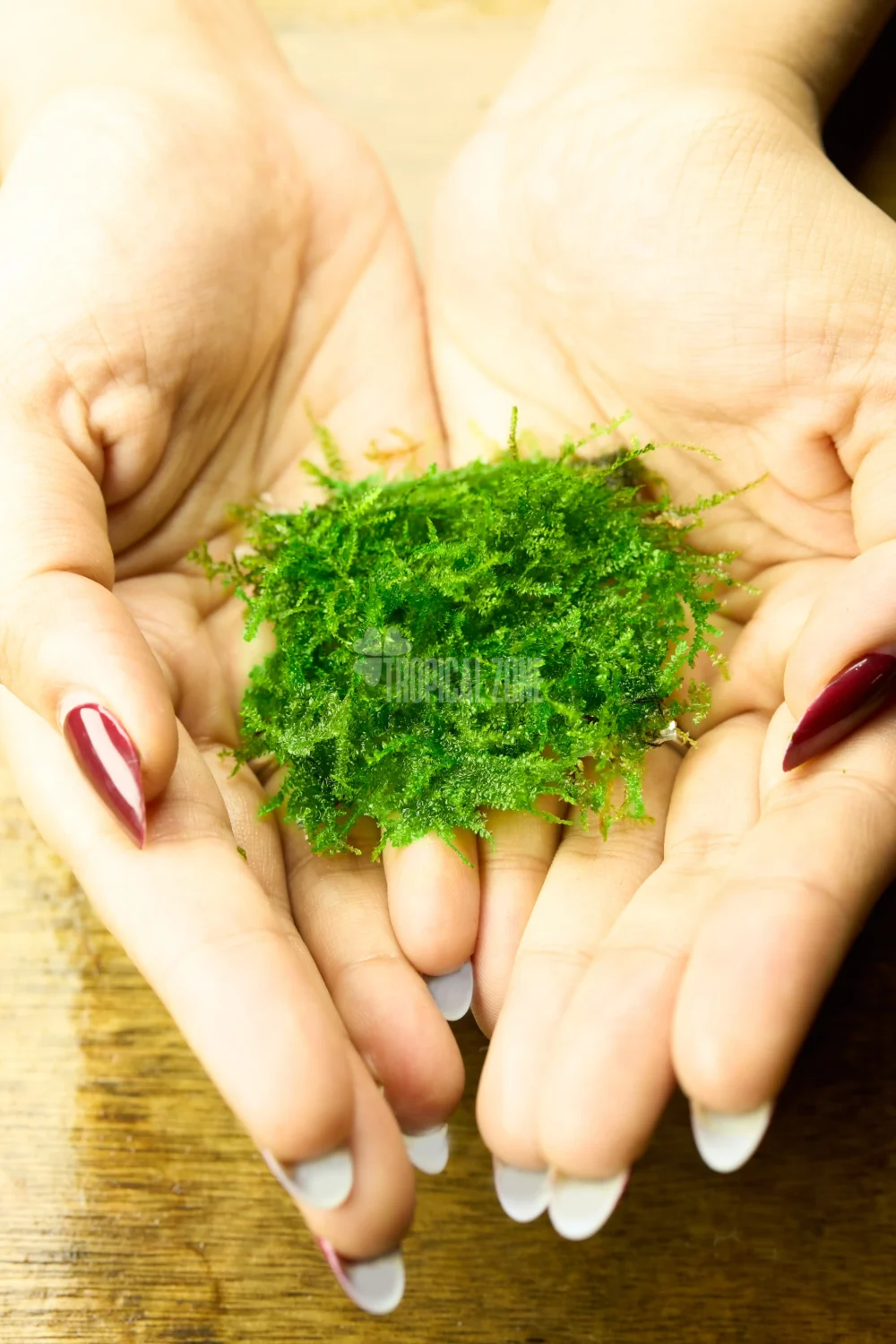 mini Taiwan moss