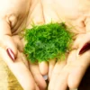 mini Taiwan moss