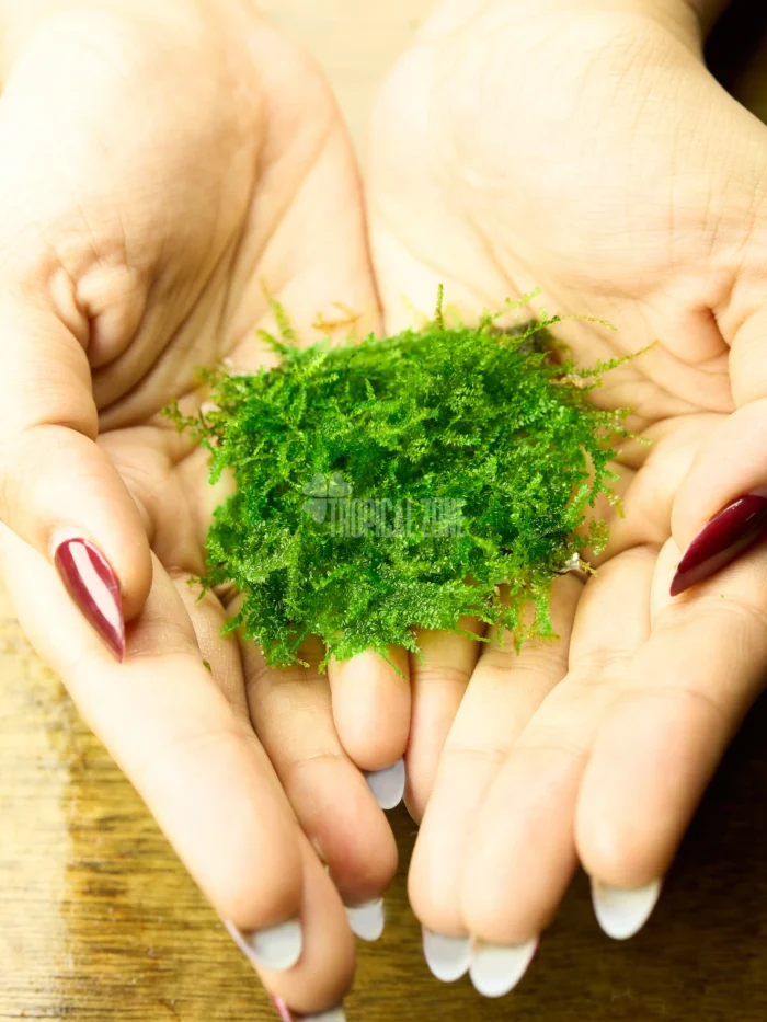 mini_taiwan_moss mini Taiwan moss