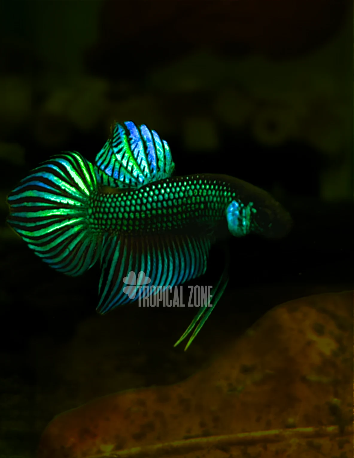 Betta Mahachai green in Black water aquascape