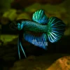 Betta Mahachai Green Flaring