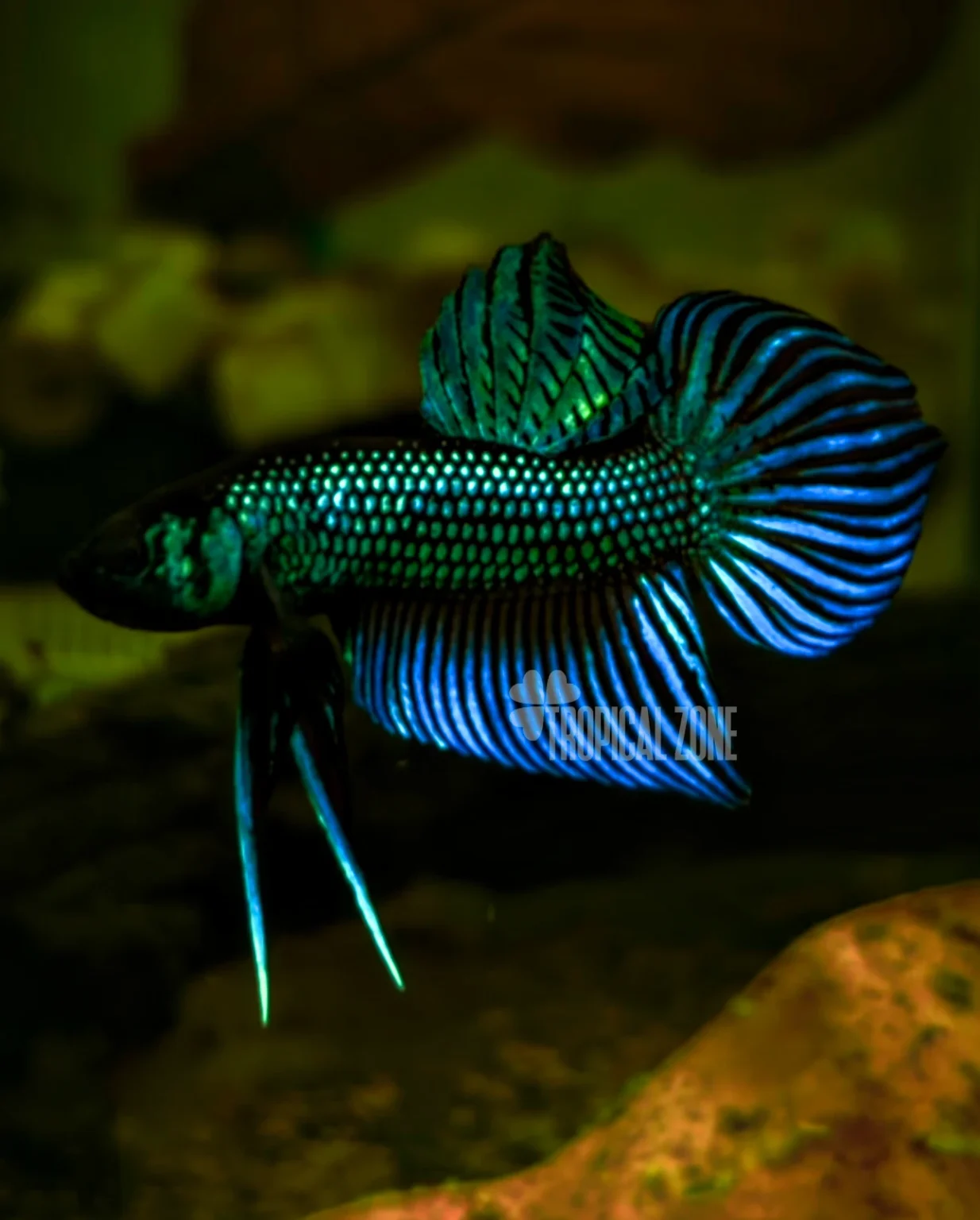 Betta Mahachai green wild