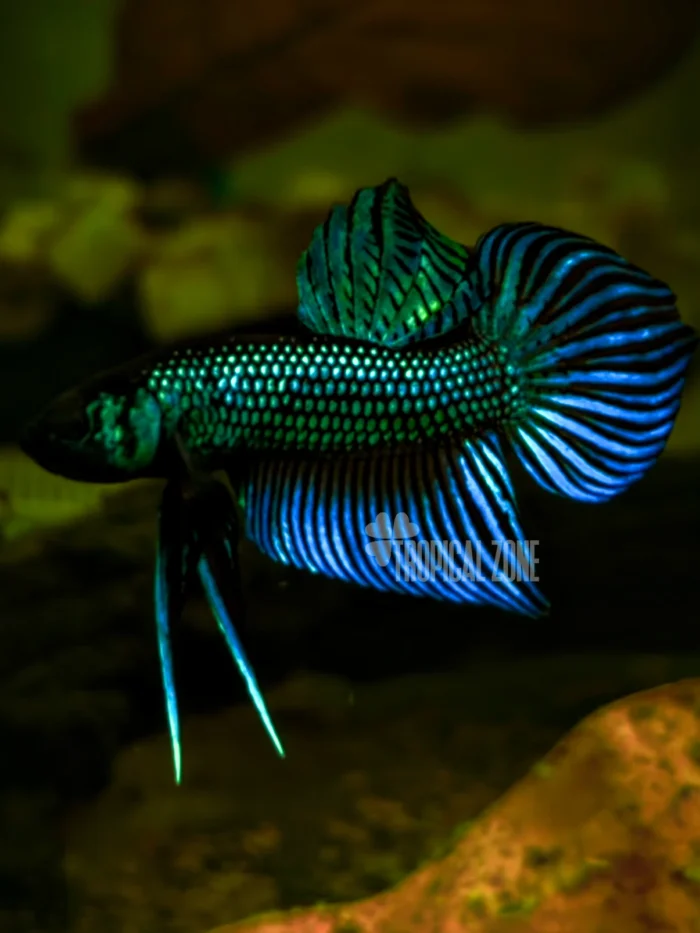 Betta Mahachai green wild