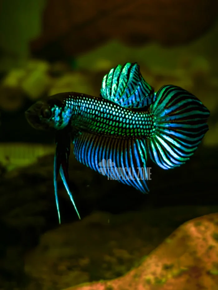 Betta Mahachai Green Flaring