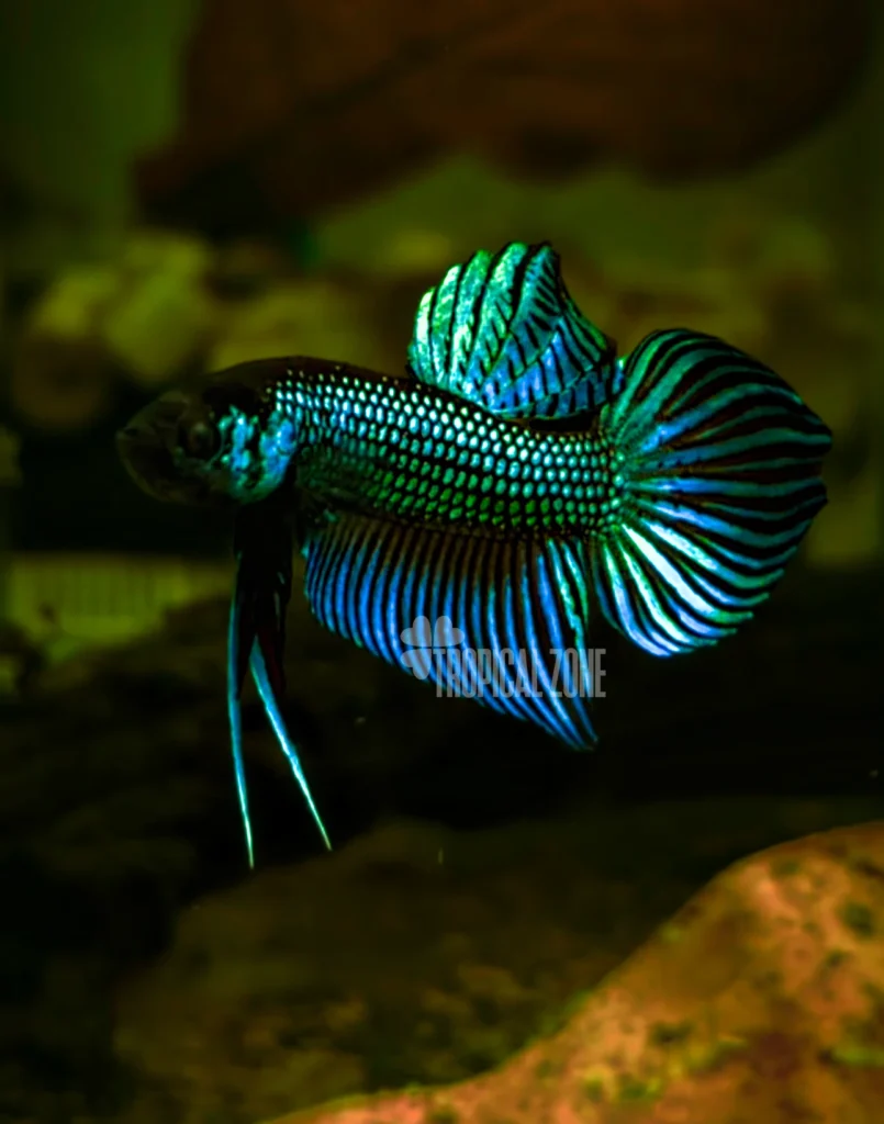 Betta Mahachai Green Flaring