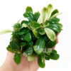 bucephalandra marble Variegated clump
