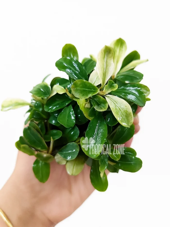 bucephalandra marble Variegated clump