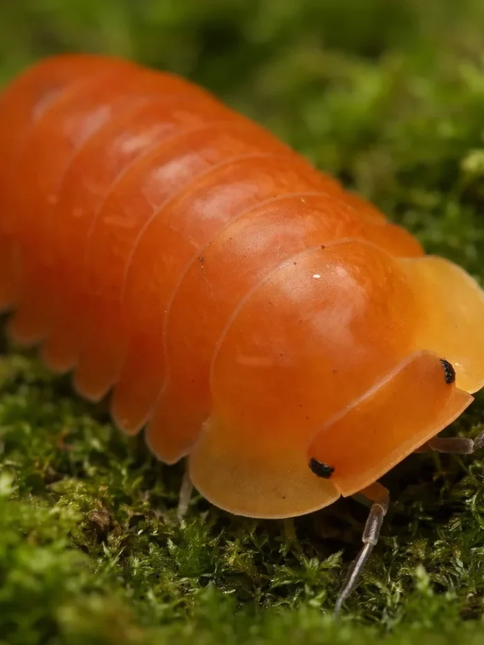 Amber Ducky Isopods (Pack of 5)