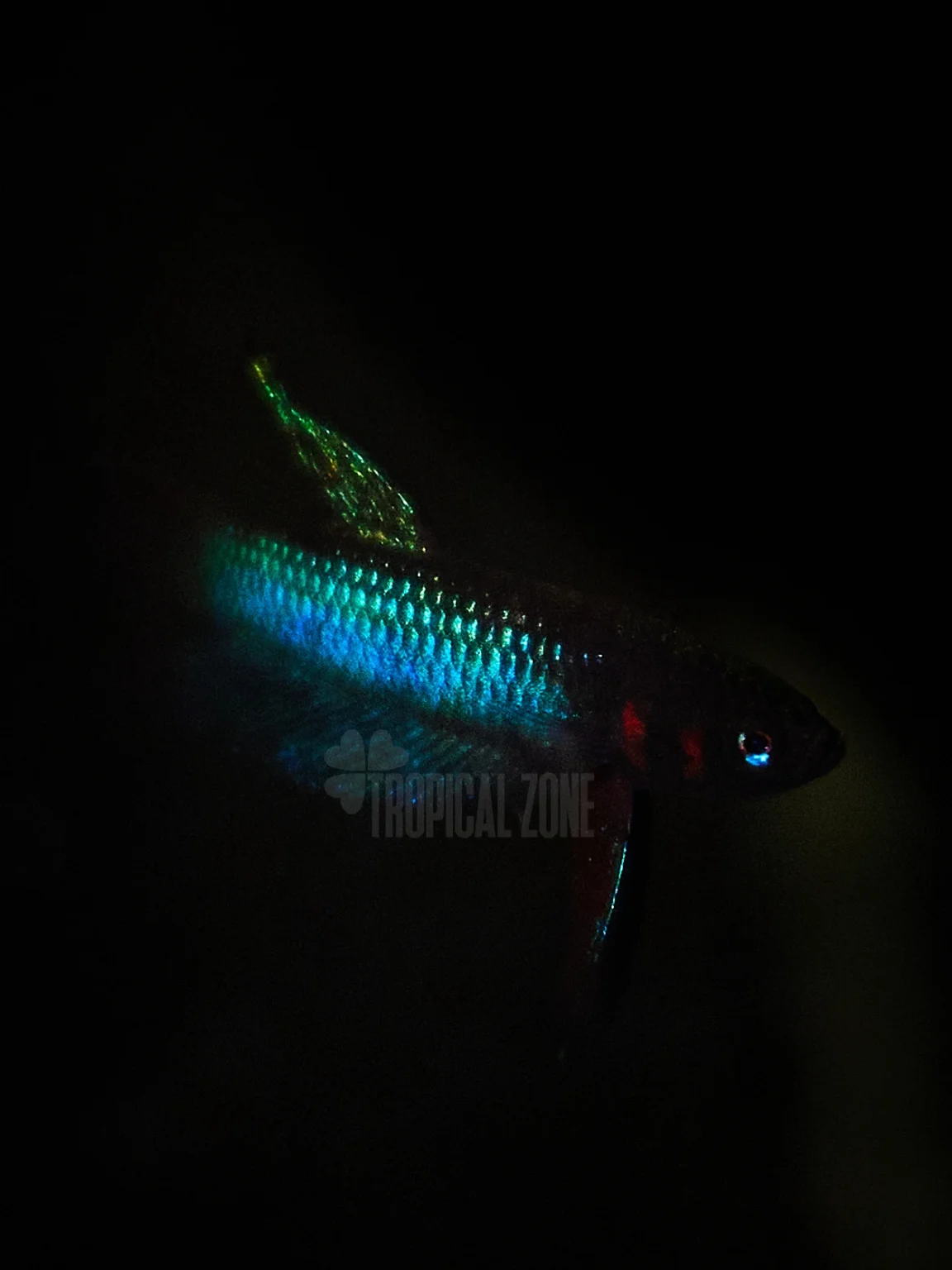 Betta Hendra closeup