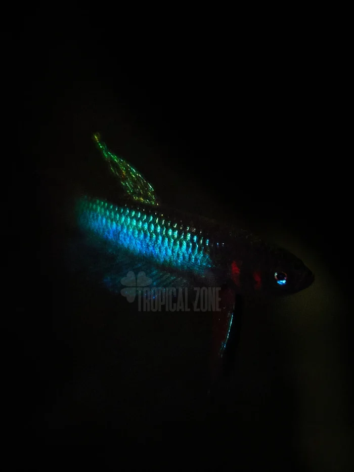 Betta Hendra closeup