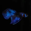 Betta mahachai blue closeup