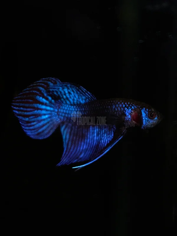 Betta mahachai blue closeup