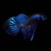 Betta mahachai blue swimming