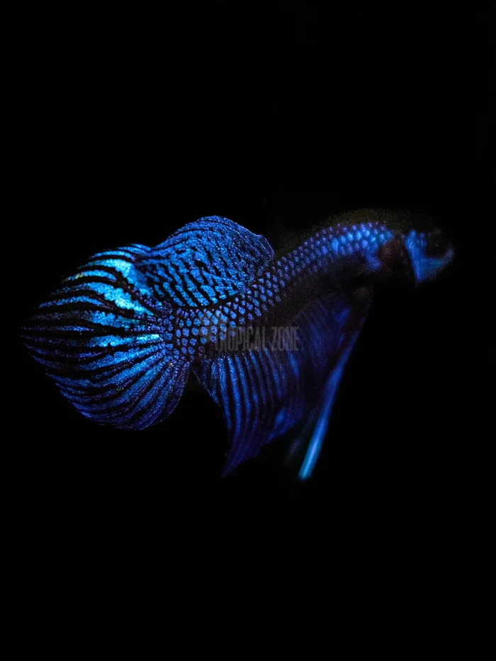 Betta mahachai blue swimming