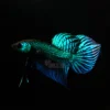 Betta mahachai green swimming