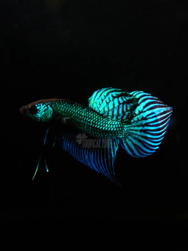 Betta mahachai green swimming