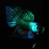 Betta mahachai green macro photography