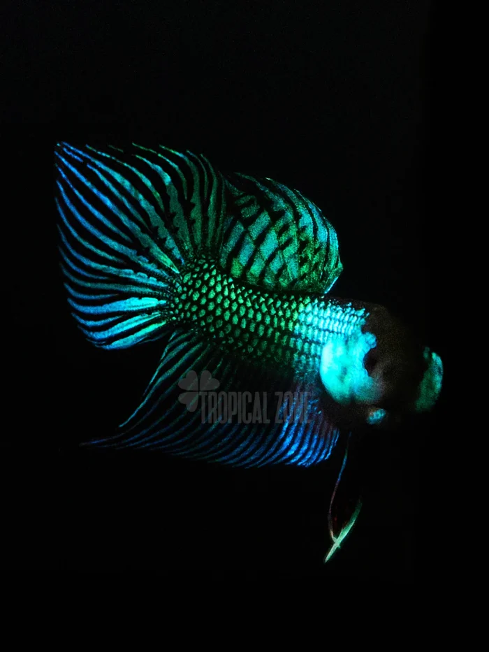 Betta mahachai green macro photography
