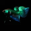 Betta mahachai green closeup