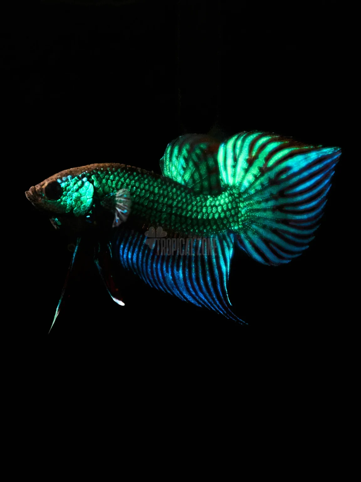 Betta mahachai green closeup