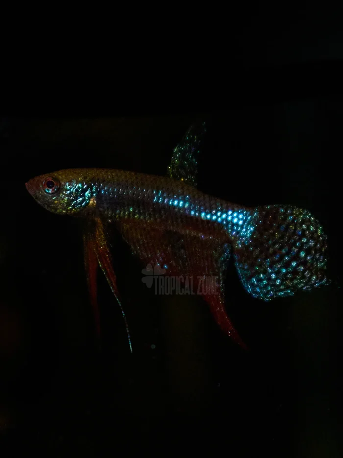 Betta smaragdina carbon closeup