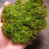 Terrestrial moss
