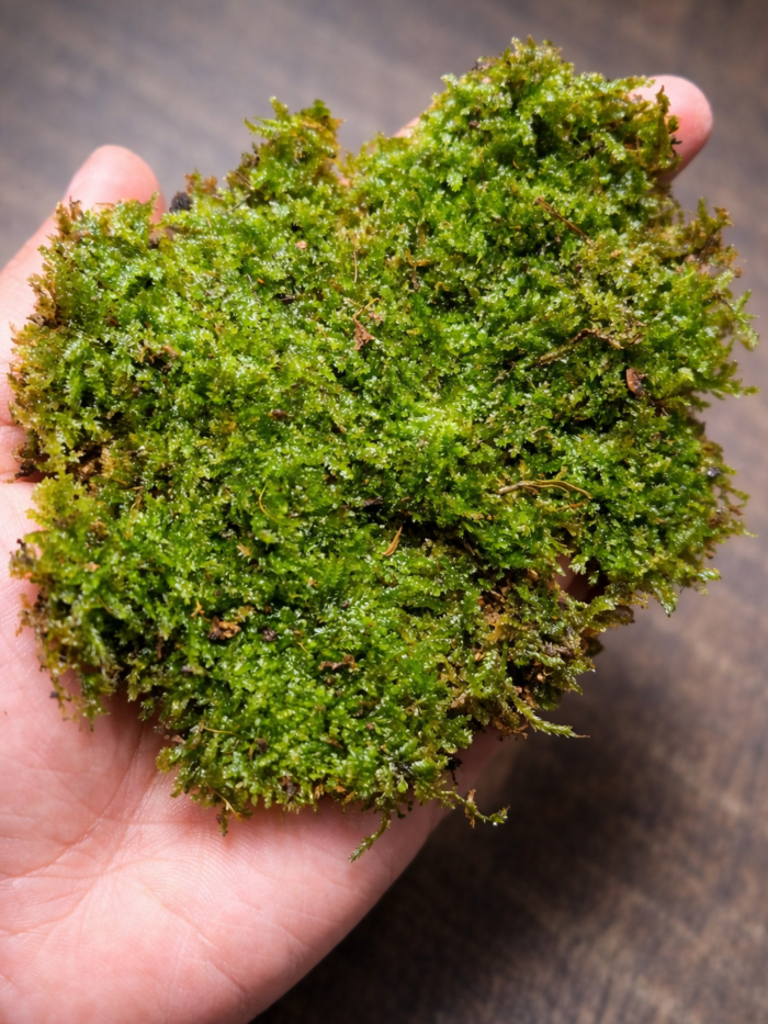 Terrestrial moss