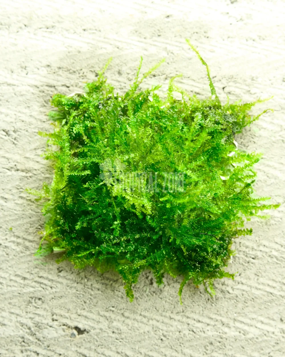 mini christmas moss on mesh