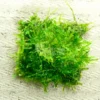 mini christmas moss on mesh