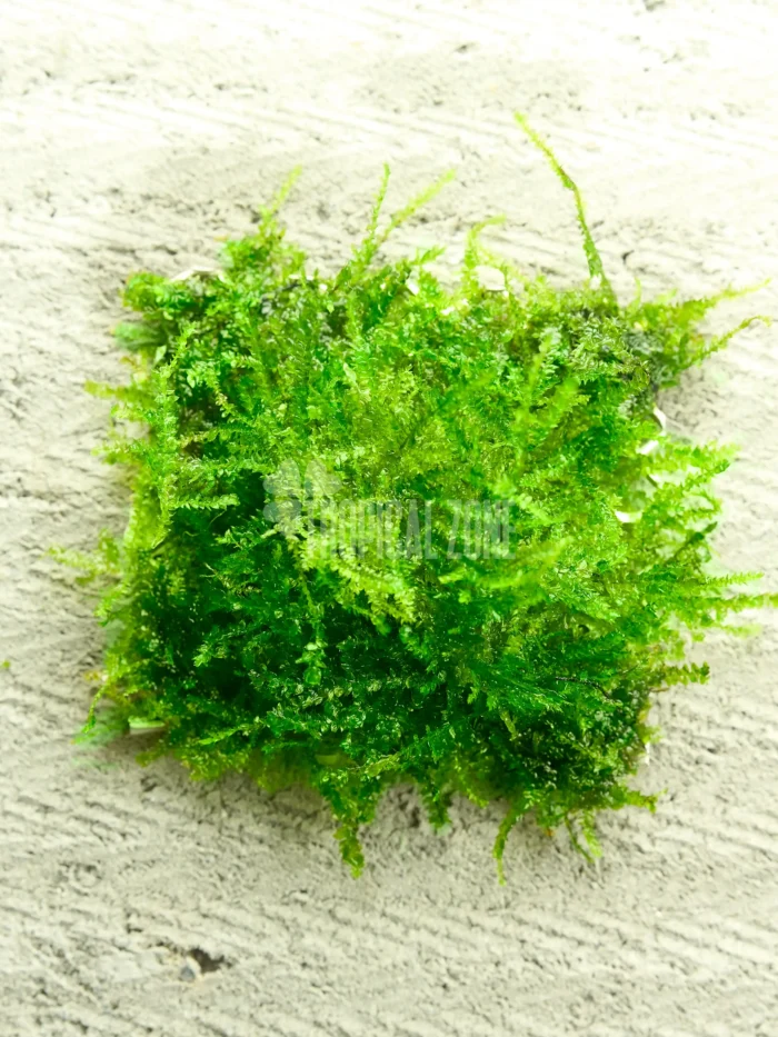 mini christmas moss on mesh