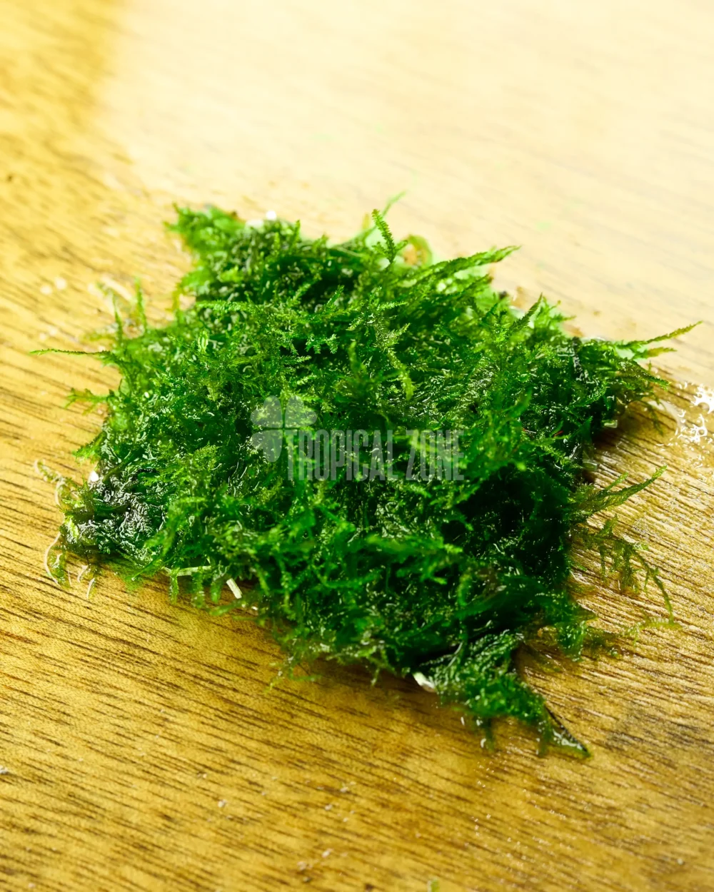 mini spiky moss on mesh