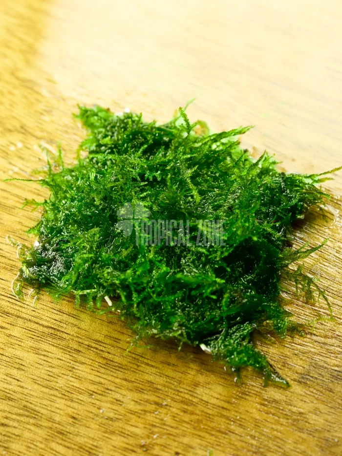 mini spiky moss on mesh