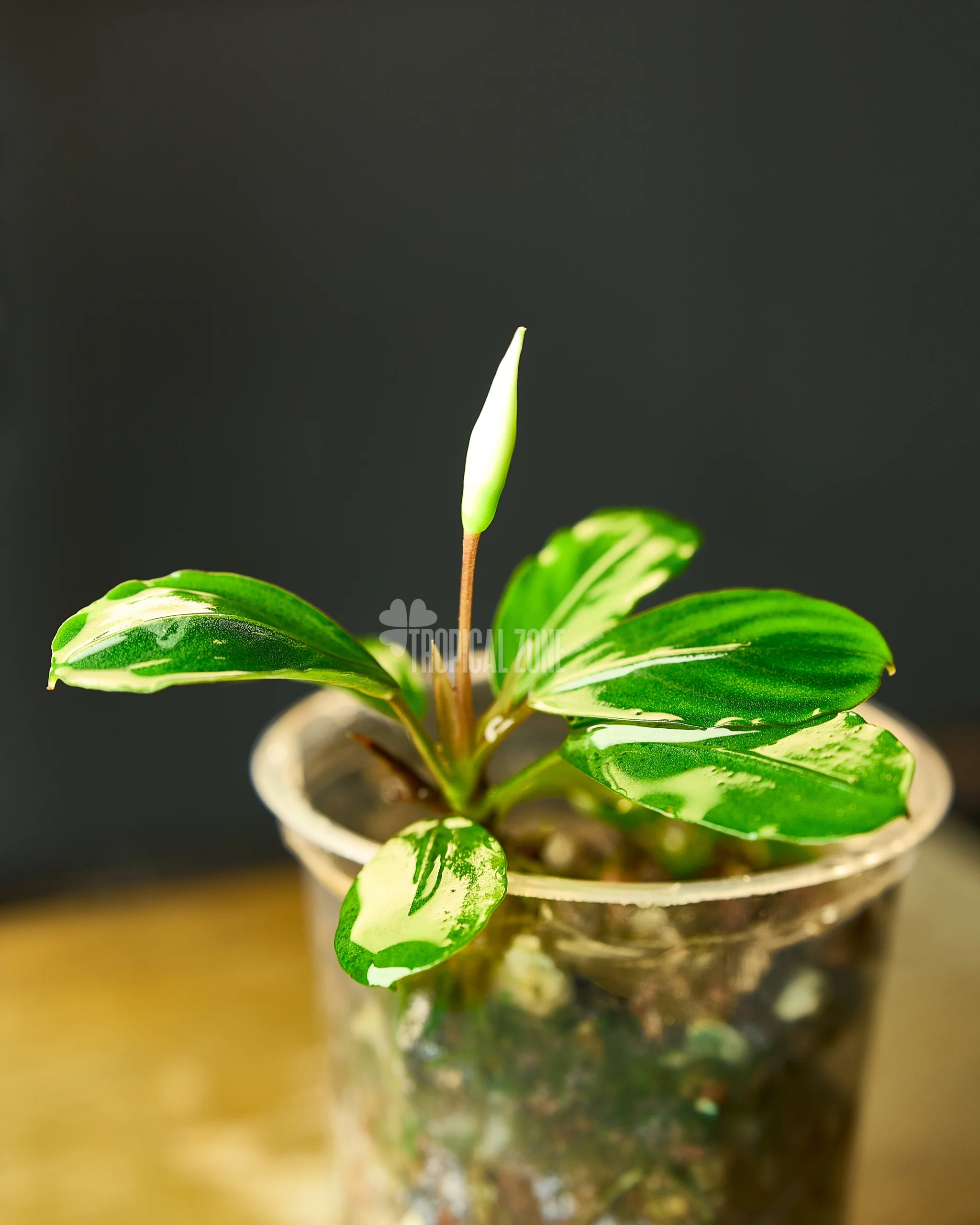 Rare Bucephalandra Green Melon - Tropical Zone No.1 Quality