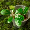 Bucephalandra green melon in forest