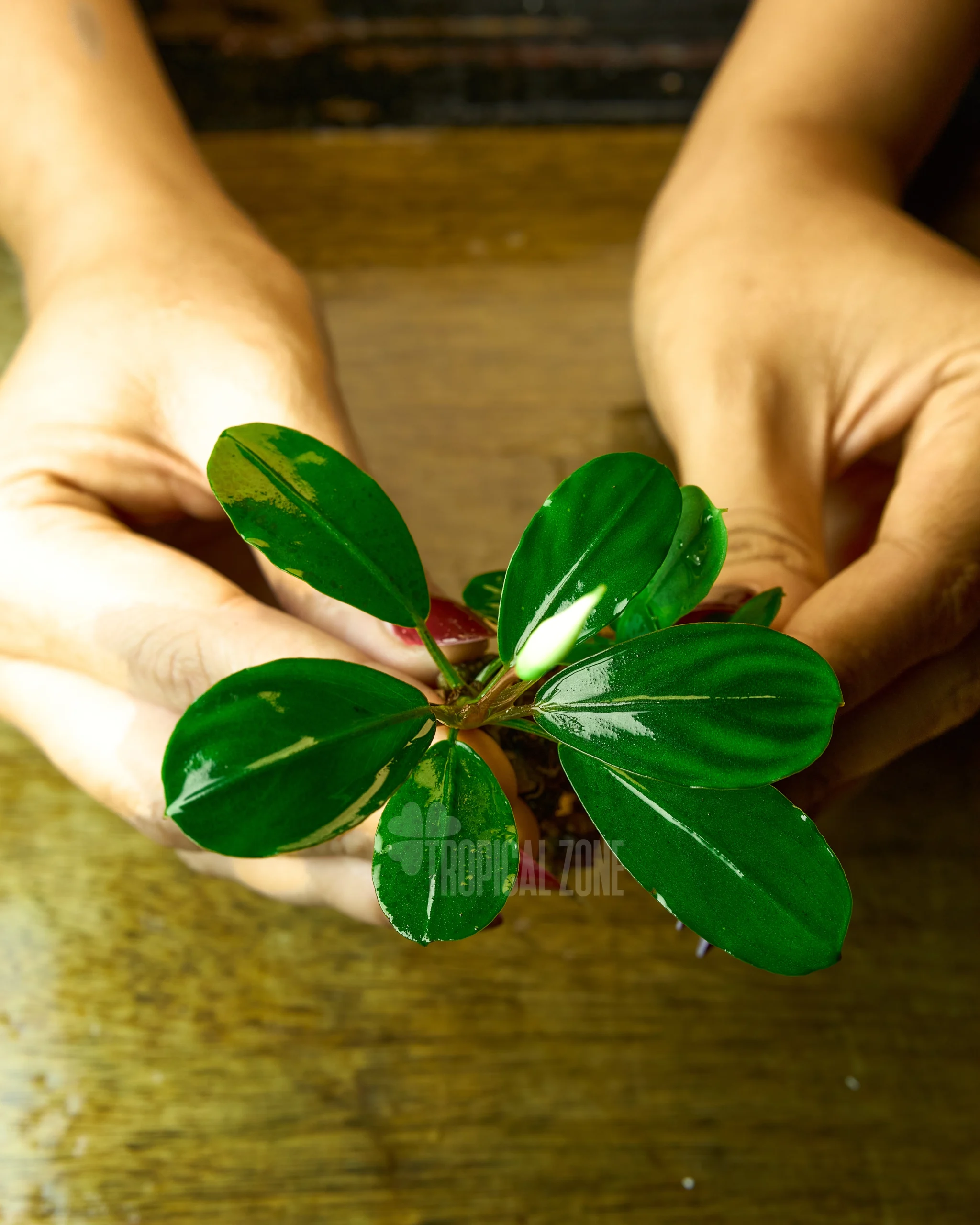 Rare Bucephalandra Green Melon - Tropical Zone No.1 Quality