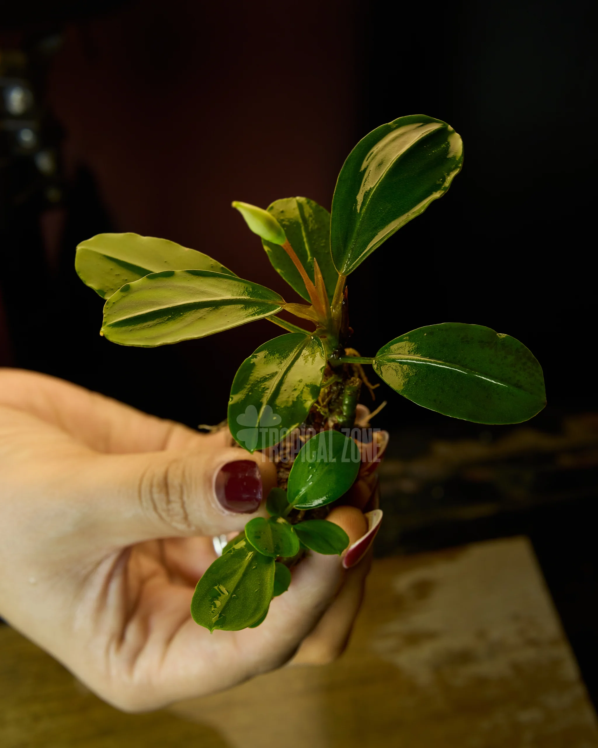 Rare Bucephalandra Green Melon - Tropical Zone No.1 Quality