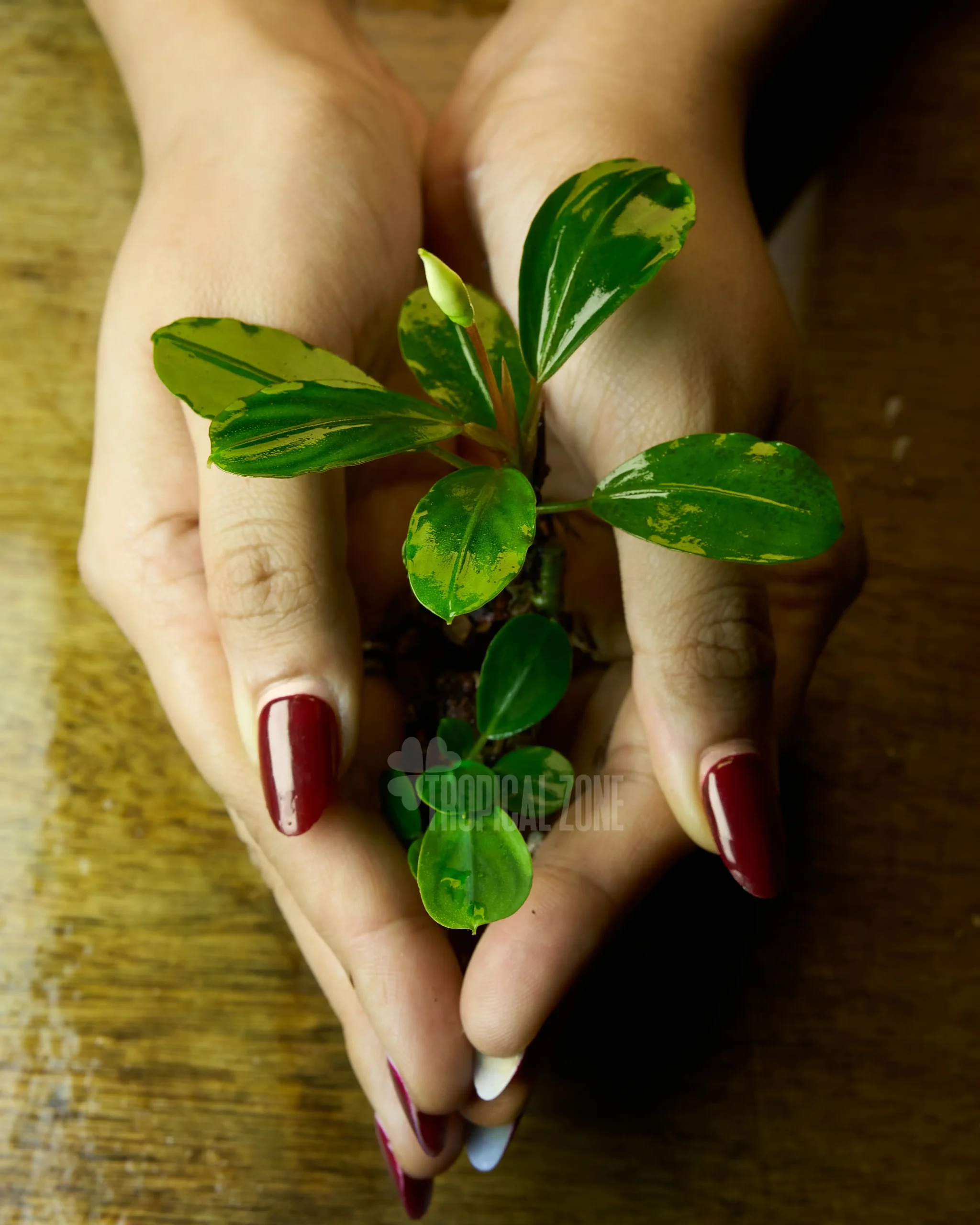 Bucephalandra sp.\