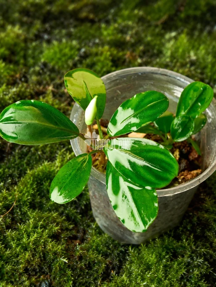 Bucephalandra green melon in forest