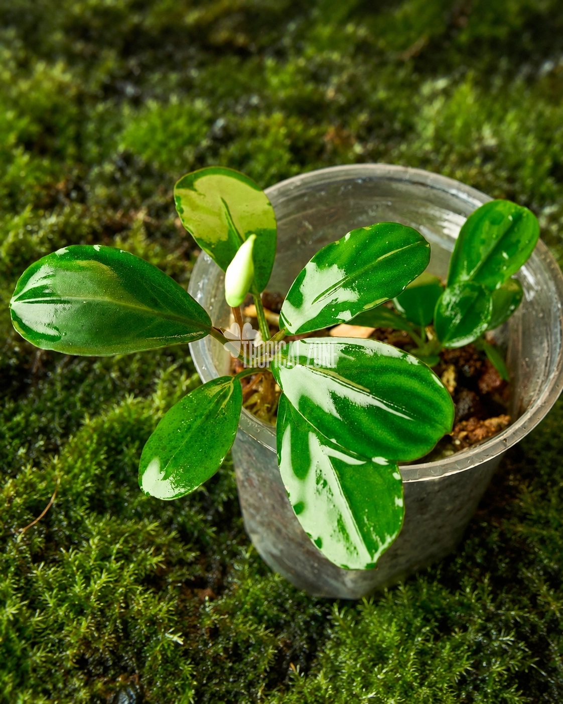 Buce-Green-Melon.webp