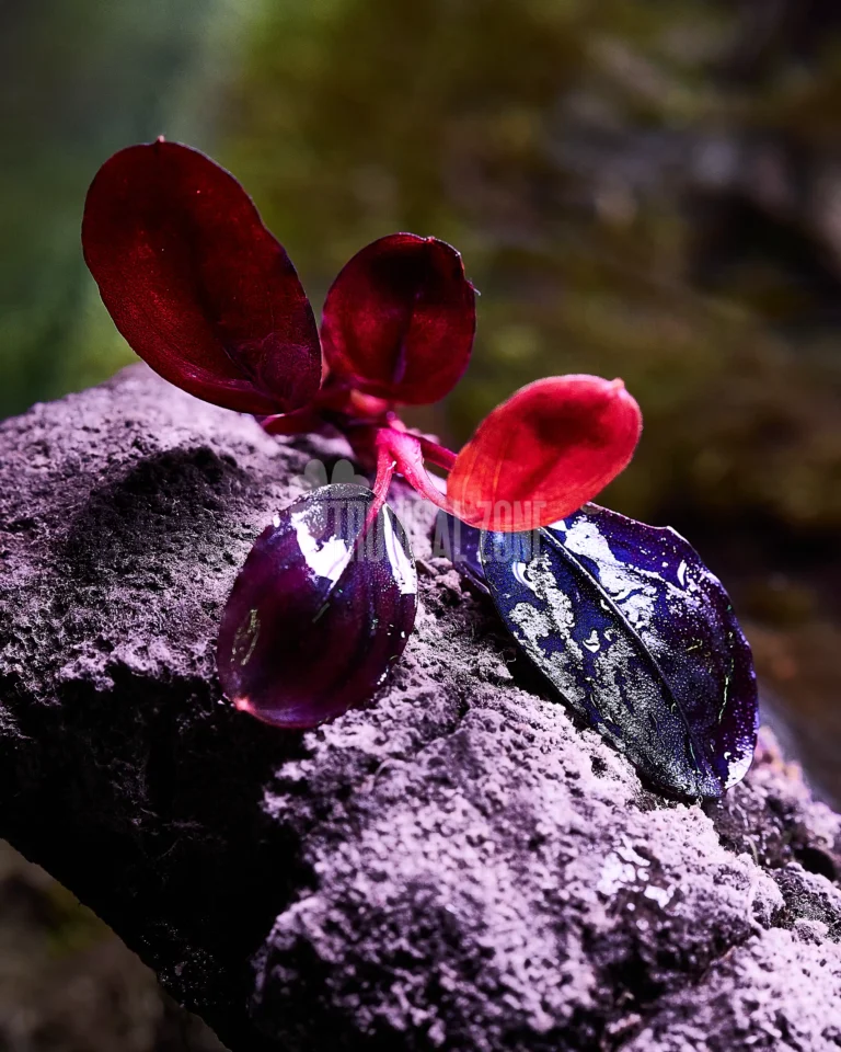 Bucephalandra moonlight on rock