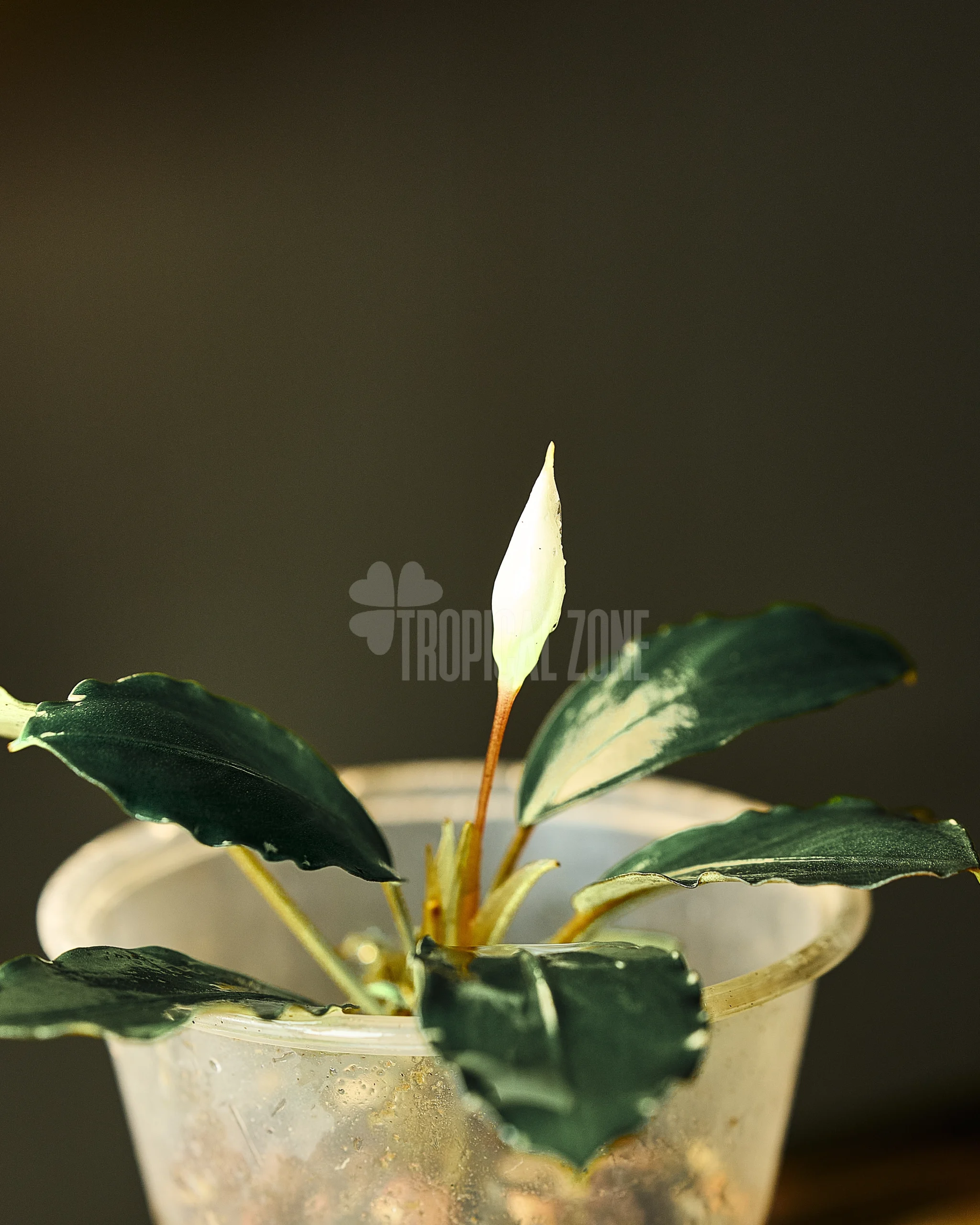 Rare Bucephalandra Silver Grey No.1 Collection Tropical Zone