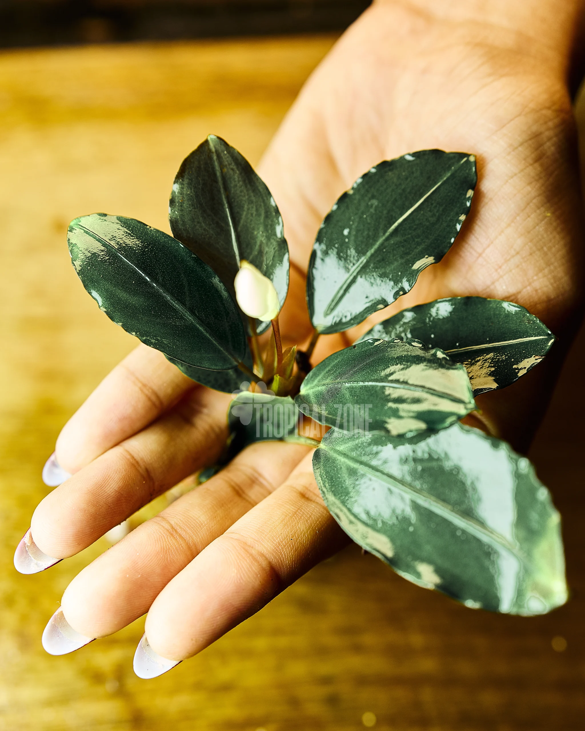 Rare Bucephalandra Silver Grey No.1 Collection Tropical Zone