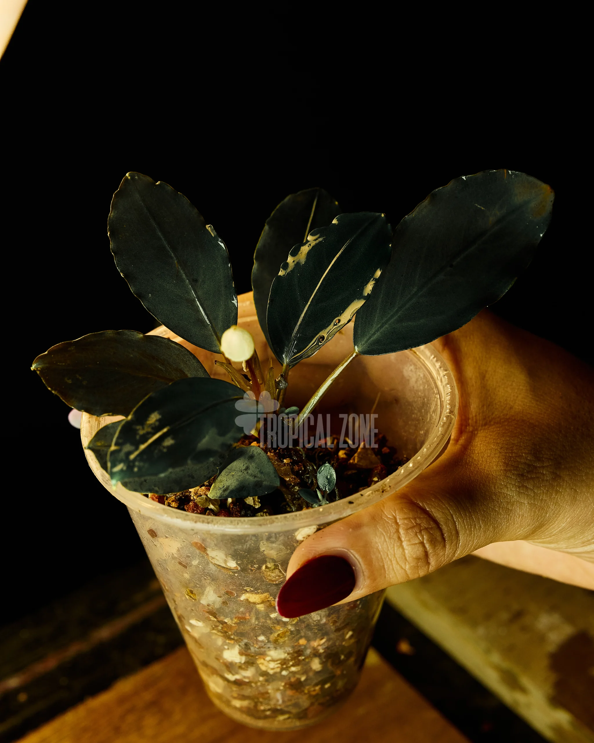 Bucephalandra sp.\
