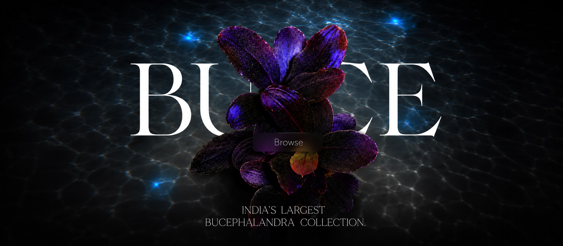 largest bucephalandra collection on tropicalzone website