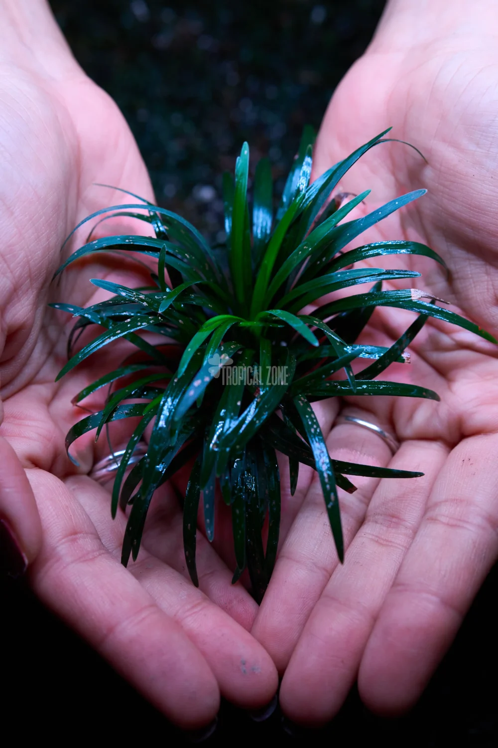 dwarf mondo grass in forest