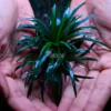 dwarf mondo grass in forest