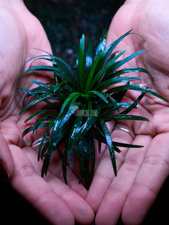 dwarf mondo grass in forest