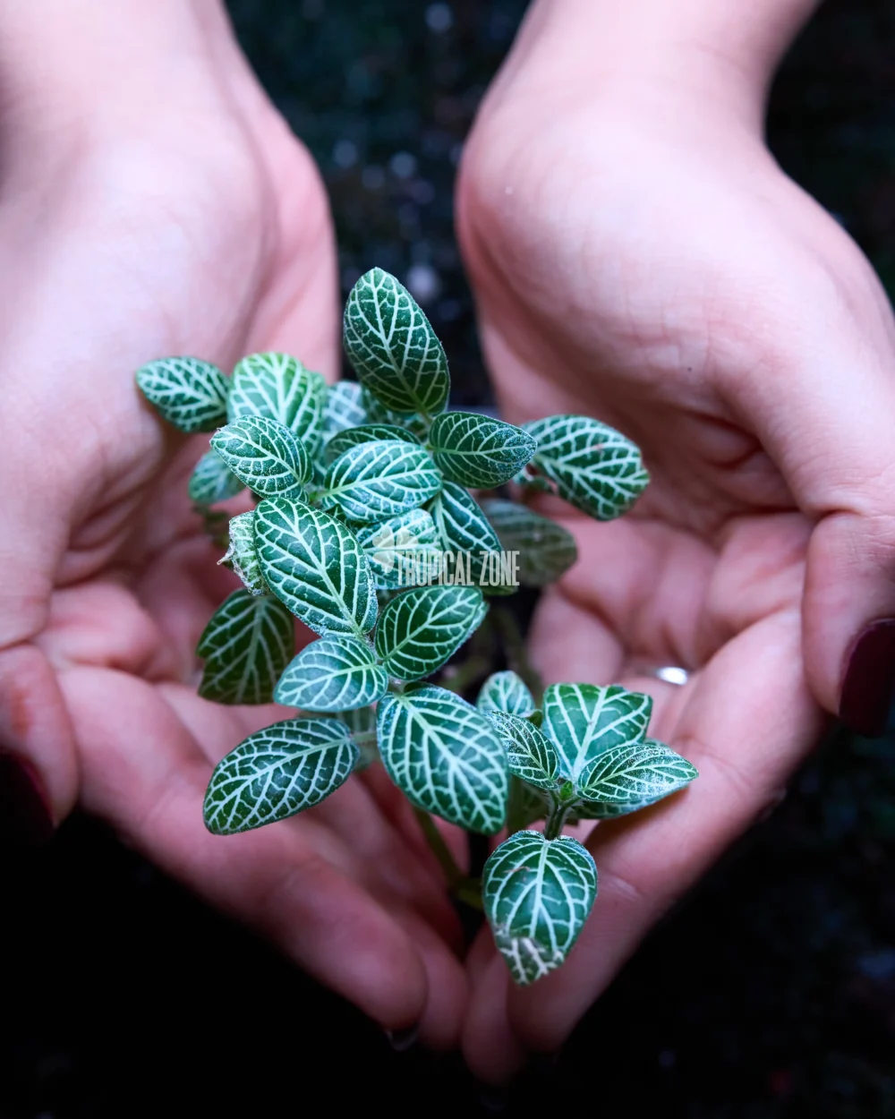Fittonia Albivenis white close up photography