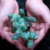 Fittonia Albivenis white close up photography